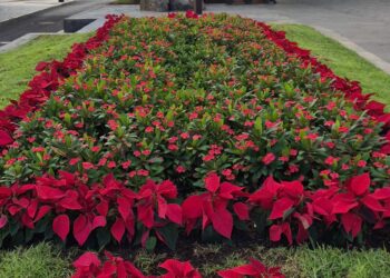 Puerto del Rosario se viste de Navidad