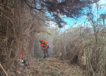 El Cabildo completa una intensa limpieza y desbroce de la carretera de entrada a Gran Tarajal y de la desembocadura del barranco