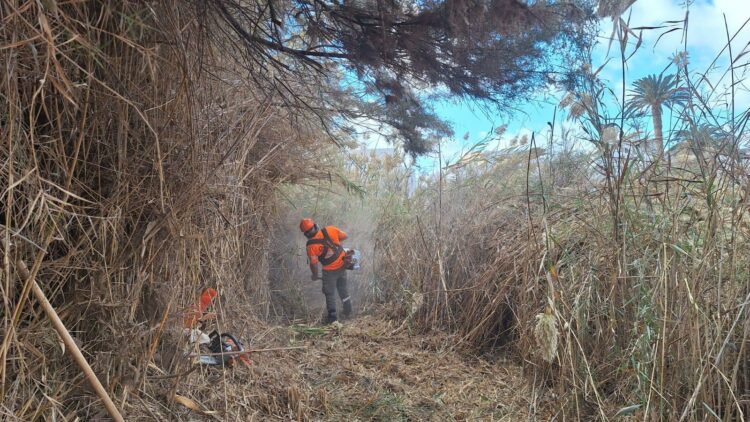 El Cabildo completa una intensa limpieza y desbroce de la carretera de entrada a Gran Tarajal y de la desembocadura del barranco