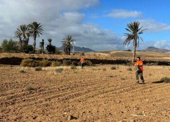 Las cuadrillas de ‘Fuerteventura, bonita por naturaleza’ colaboran en la campaña de siembra