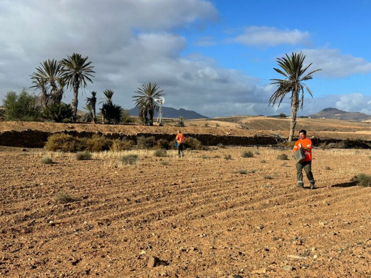 Las cuadrillas de ‘Fuerteventura, bonita por naturaleza’ colaboran en la campaña de siembra