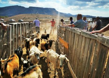 Antigua finaliza el año con el ingreso de 150.000 euros a las cuentas de agricultores, ganaderos y pescadores