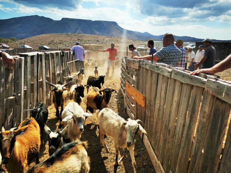 Antigua finaliza el año con el ingreso de 150.000 euros a las cuentas de agricultores, ganaderos y pescadores