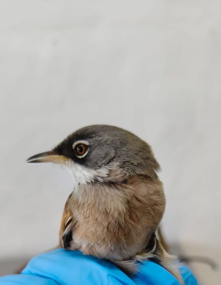 El Cabildo de Fuerteventura rescató o retiró cada día una media de dos animales silvestres en 2025