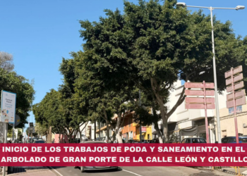 Inicio de los trabajos de poda y saneamiento en el arbolado de gran porte de la calle León y Castillo