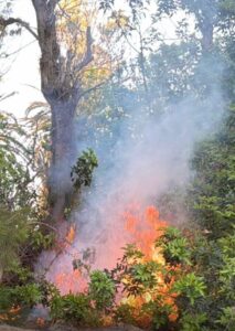 actos-vandalicos-pajara-1-213x300-1