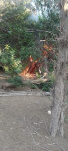 actos-vandalicos-pajara-2-135x300-1