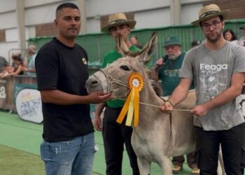 Tofio, Jandía y Niebla ganan el concurso de valoración morfológica del burro majorero