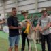 Tofio, Jandía y Niebla ganan el concurso de valoración morfológica del burro majorero