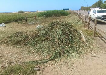 El Cabildo actúa con contundencia sobre el carrizo invasor de El Saladar de Jandía con el respaldo de la Unión Europea
