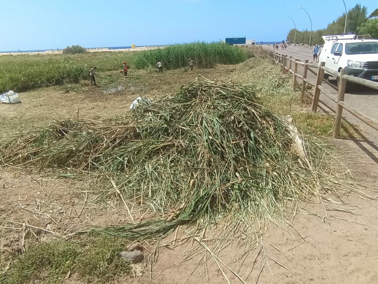 El Cabildo actúa con contundencia sobre el carrizo invasor de El Saladar de Jandía con el respaldo de la Unión Europea
