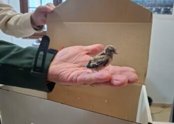 El Cabildo recuerda la importancia de disfrutar de los entornos naturales con respeto y sensibilidad