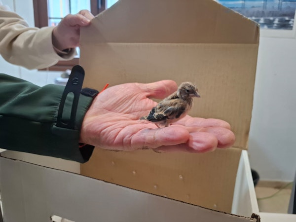 El Cabildo recuerda la importancia de disfrutar de los entornos naturales con respeto y sensibilidad