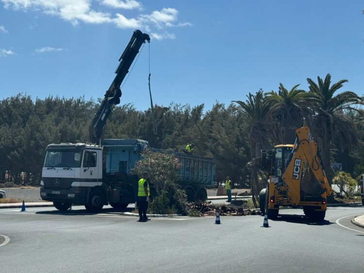 El Ayuntamiento de Pájara se coordina con el Cabildo de Fuerteventura para la limpieza del palmeral y zonas verdes de Costa Calma