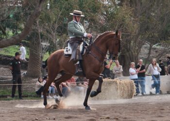 Concurso de doma vaquera por primera vez en Feaga