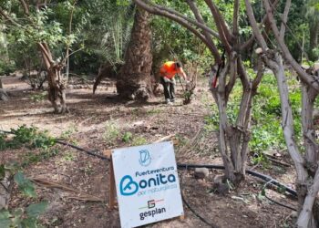 Acción de choque en Costa Calma para limpiar, desbrozar, podar y rehabilitar espacios públicos