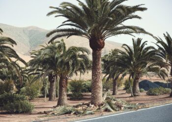 El Ayuntamiento de Pájara actúa en el saneamiento de 136 palmeras en Pájara y Toto