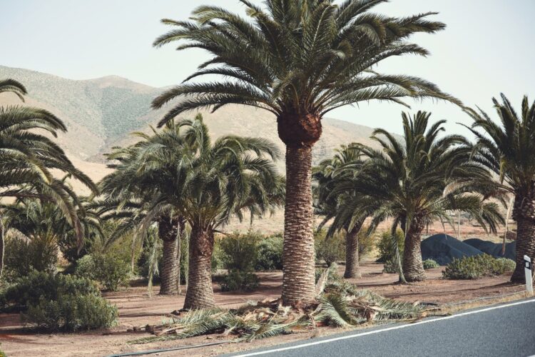 El Ayuntamiento de Pájara actúa en el saneamiento de 136 palmeras en Pájara y Toto