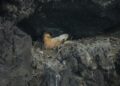 El Cabildo agradece la actitud ejemplar de la ciudadanía durante el periodo de reproducción de fauna silvestre
