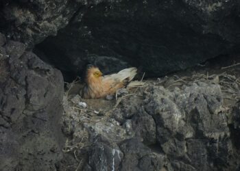 El Cabildo agradece la actitud ejemplar de la ciudadanía durante el periodo de reproducción de fauna silvestre