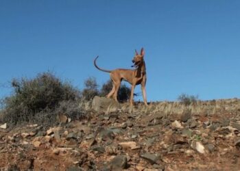 El Cabildo abre los campos de entrenamiento para perros de caza a partir del 17 de mayo