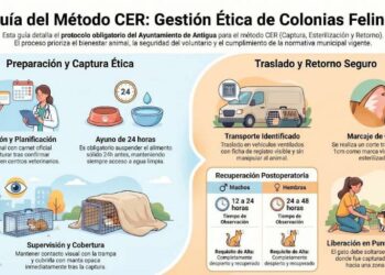 El Ayuntamiento de Antigua unifica la gestión de las colonias felinas con un Protocolo para el bienestar animal