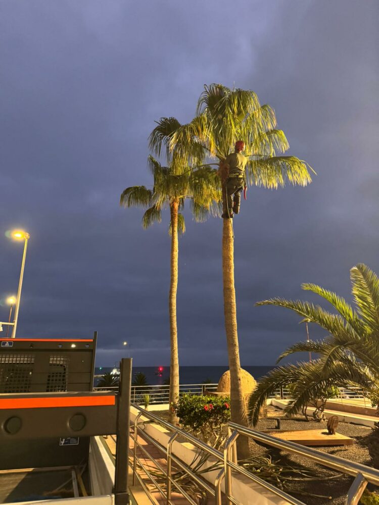 ‘Fuerteventura, bonita por naturaleza’ poda y trata las palmeras del Centro Insular de Juventud
