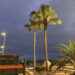 ‘Fuerteventura, bonita por naturaleza’ poda y trata las palmeras del Centro Insular de Juventud