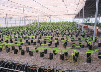 campaña de venta de árboles frutales a precio reducido | Cabildo de Fuerteventura
