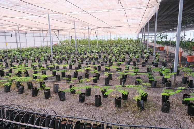 campaña de venta de árboles frutales a precio reducido | Cabildo de Fuerteventura