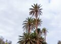 normativa vigente para el cuidado y protección de las palmeras | Cabildo de Fuerteventura