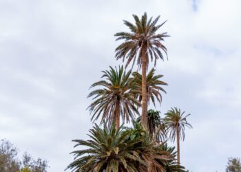 normativa vigente para el cuidado y protección de las palmeras | Cabildo de Fuerteventura