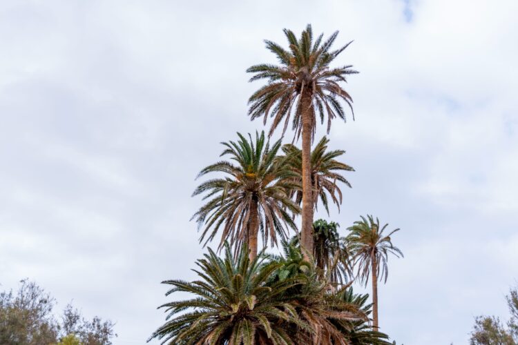 normativa vigente para el cuidado y protección de las palmeras | Cabildo de Fuerteventura
