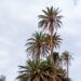 normativa vigente para el cuidado y protección de las palmeras | Cabildo de Fuerteventura