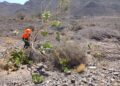 control de especies vegetales | Cabildo de Fuerteventura