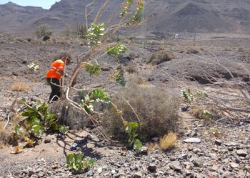control de especies vegetales | Cabildo de Fuerteventura