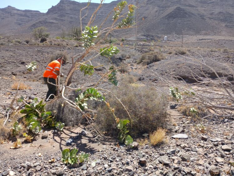 control de especies vegetales | Cabildo de Fuerteventura