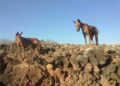El Consejo Insular de Caza acuerda los periodos hábiles para la práctica de esta actividad en Fuerteventura