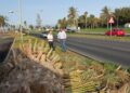El Ayuntamiento de Pájara desmiente la caída de siete palmeras en Solana Matorral