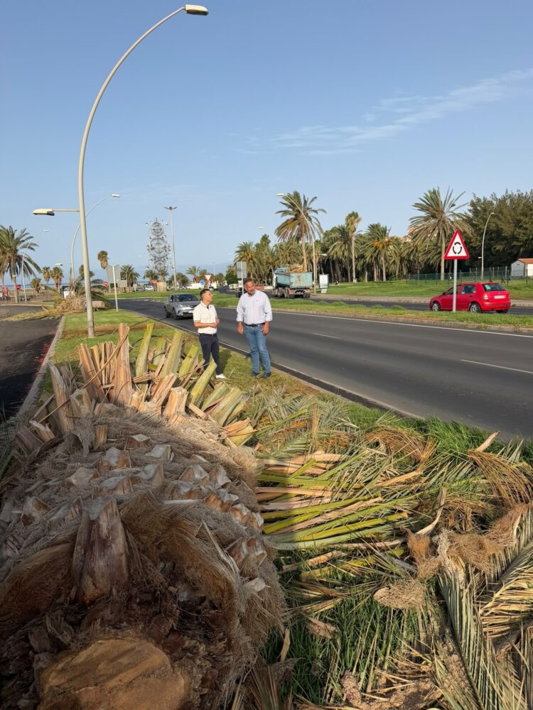 El Ayuntamiento de Pájara desmiente la caída de siete palmeras en Solana Matorral