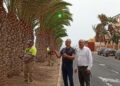 El Ayuntamiento de Antigua poda el palmeral de la avenida Los Tarajales y calles aledañas de Costa Antigua