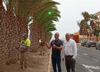 El Ayuntamiento de Antigua poda el palmeral de la avenida Los Tarajales y calles aledañas de Costa Antigua