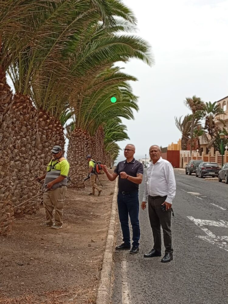 El Ayuntamiento de Antigua poda el palmeral de la avenida Los Tarajales y calles aledañas de Costa Antigua