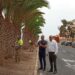 El Ayuntamiento de Antigua poda el palmeral de la avenida Los Tarajales y calles aledañas de Costa Antigua