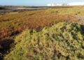 Saladar de Bristol | Cabildo de Fuerteventura