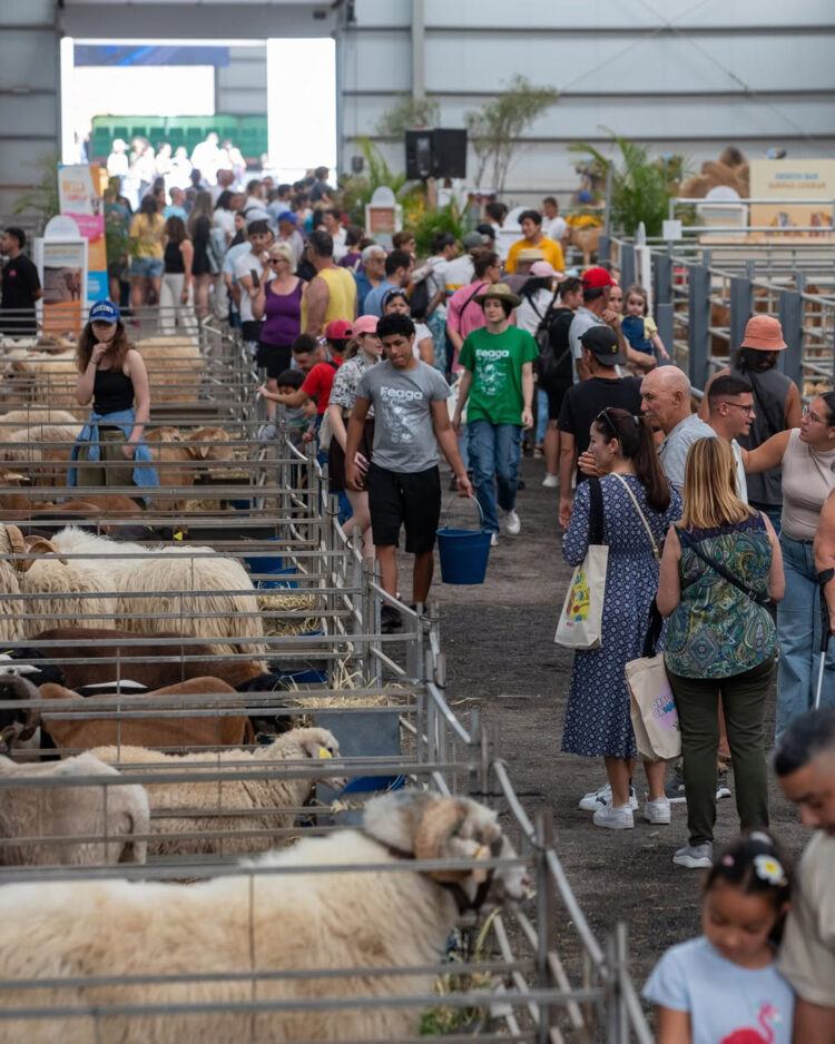Ayudas sectori primario | Cabildo de Fuerteventura
