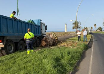 El Ayuntamiento de Pájara mejora la imagen de Solana Matorral con el nuevo contrato de emergencia de zonas verdes