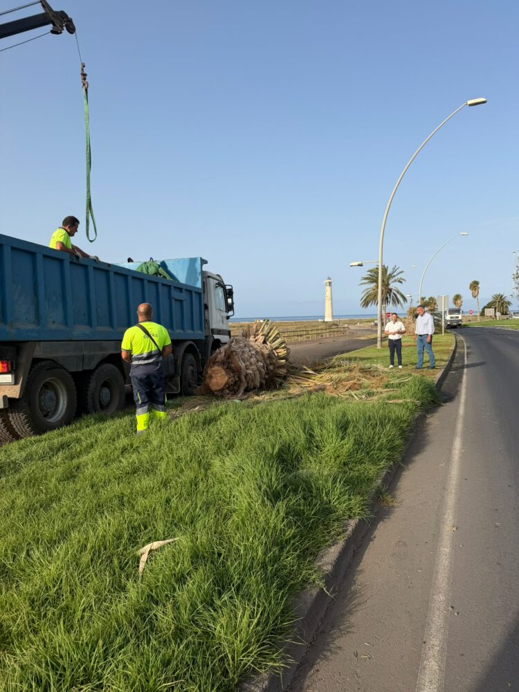 El Ayuntamiento de Pájara mejora la imagen de Solana Matorral con el nuevo contrato de emergencia de zonas verdes