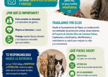 El Ayuntamiento de Pájara hace un llamamiento a la tenencia responsable de gatos