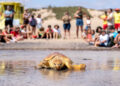Liberación tortugas | Cabildo Fuerteventura